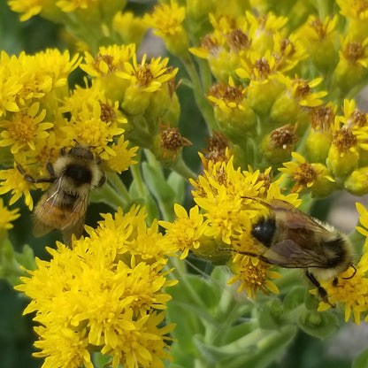 Stiff Goldenrod