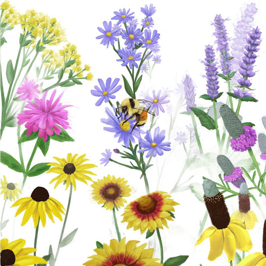 Pollinator Garden Seed Collection