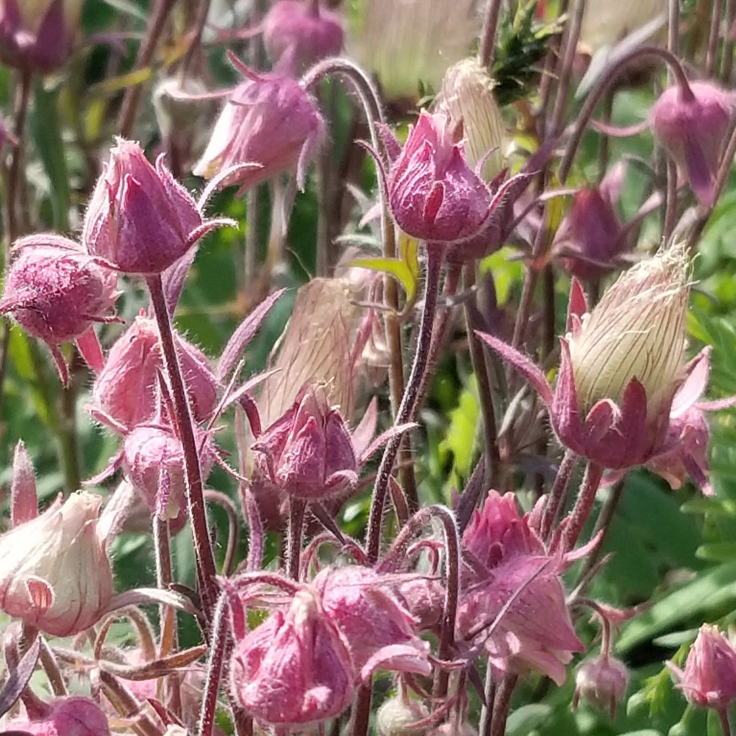 mass of three flowered avens