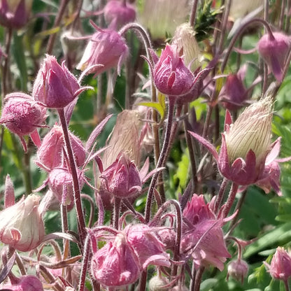 mass of three flowered avens