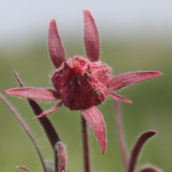 Three Flowered Avens