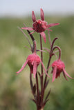 Three Flowered Avens