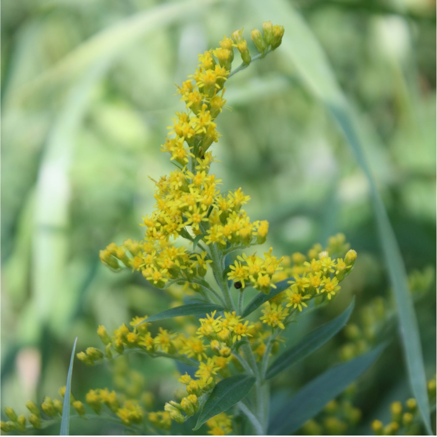 Canada goldenrod