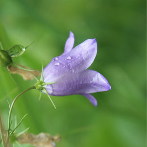 Harebell