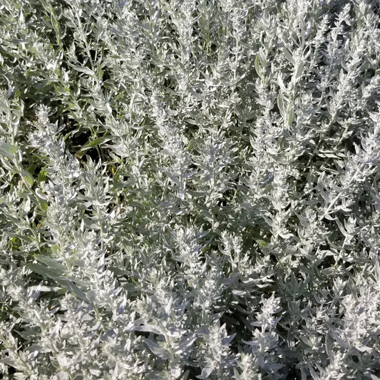 prairie sage