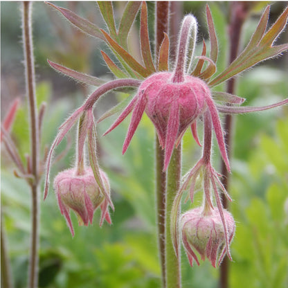 Three Flowered Avens