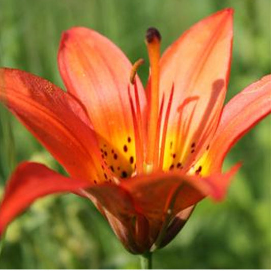 Western Red Lily