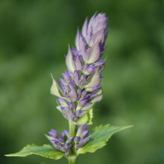 Giant Hyssop