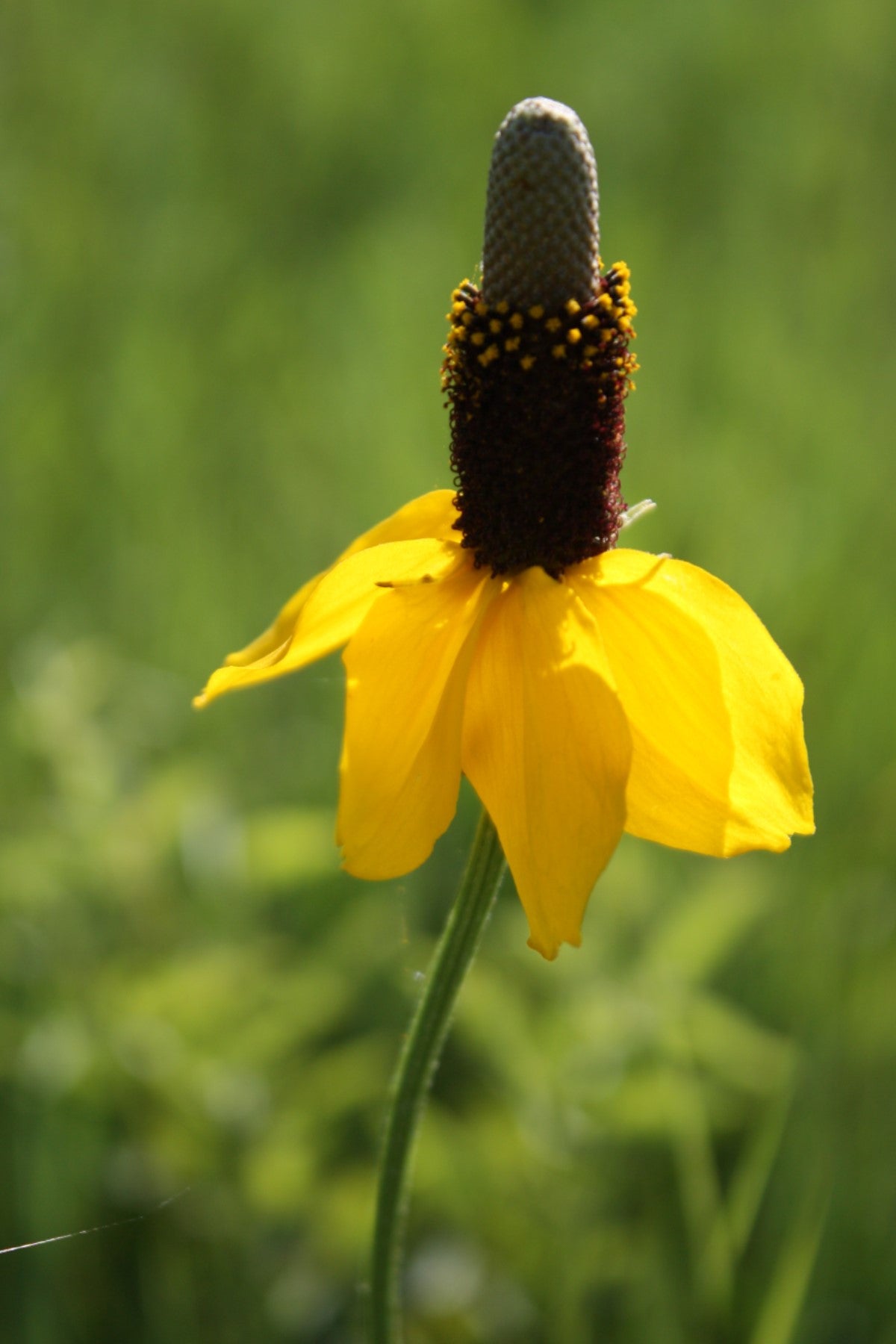 Buy prairie coneflower seeds and grow wildflowers in your prairie ...