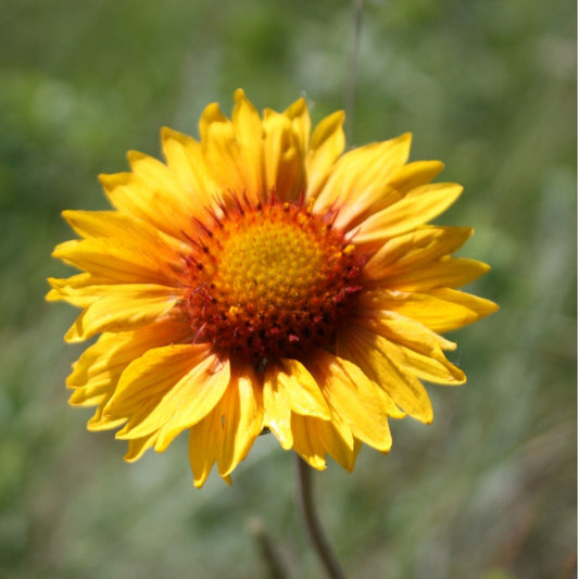 Gaillardia