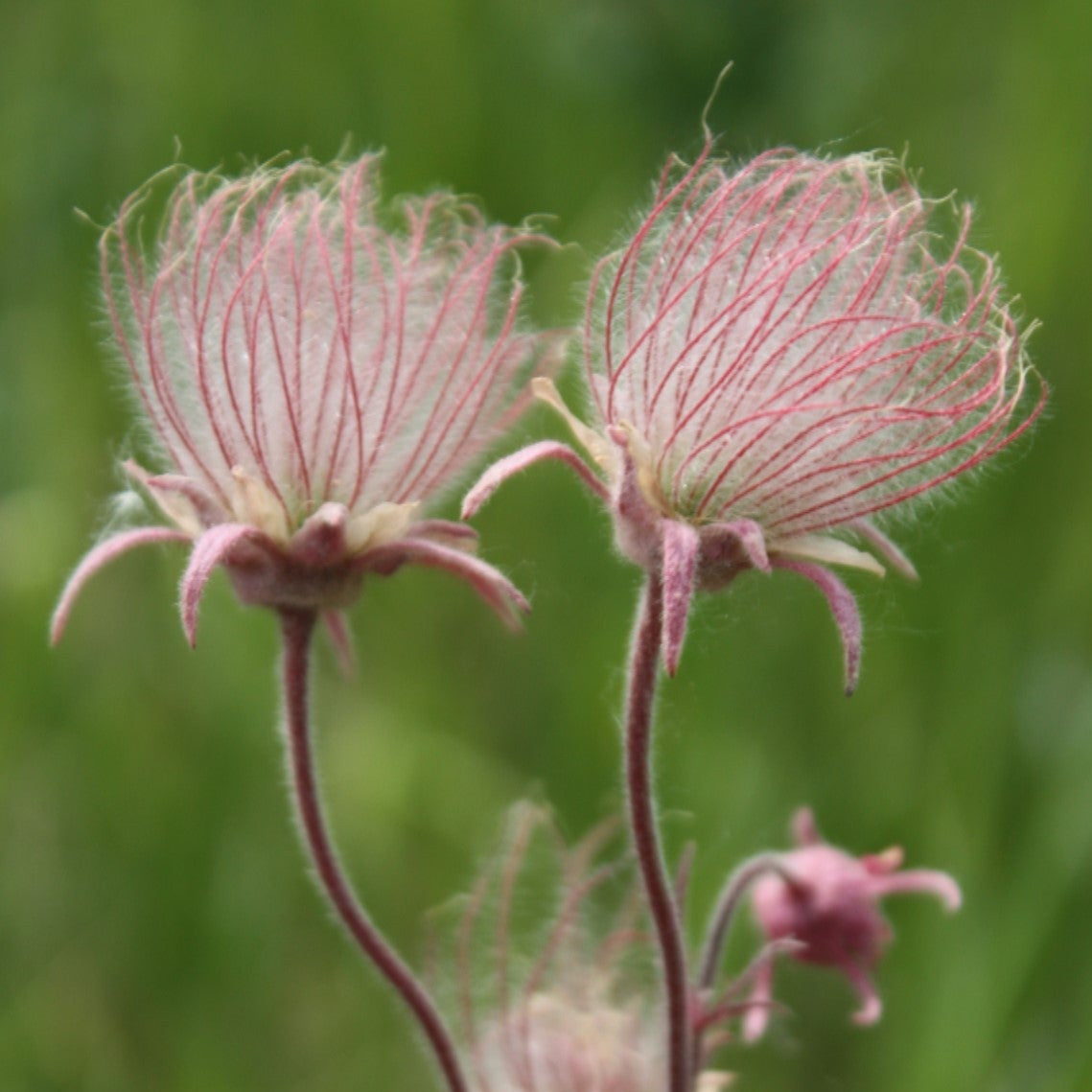 Three Flowered Avens